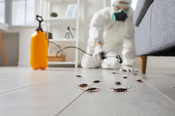 Commercial Kitchen Cockroach Control in Swift Trail Junction